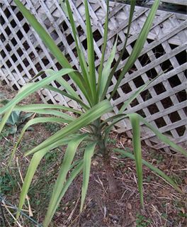 <i>Yucca jaliscensis</i> species of plant