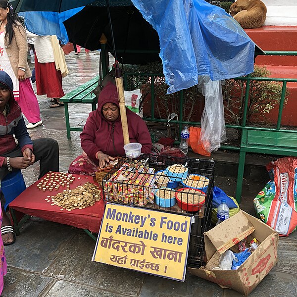 Sign at a store in Swyambhunath, Bagmati, Nepal, which reads "Monkey's Food is Available here". Some places use their monkey population as a tourist a