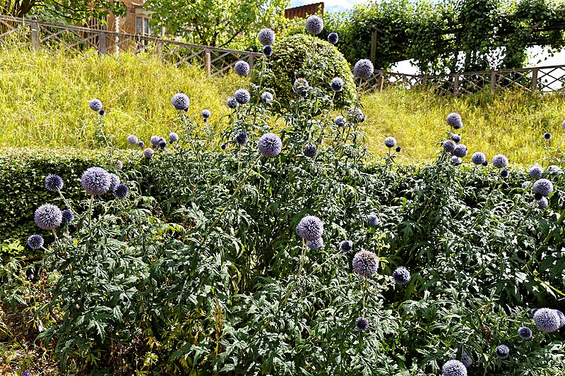 File:'Echinops ritro' Old Palace Garden Hatfield House Hertfordshire England.jpg