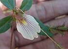 (Blepharis maderaspatensis) at Kambalakonda 02.JPG