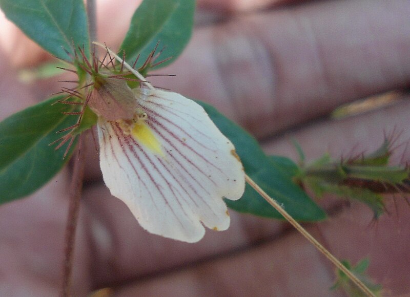 File:(Blepharis maderaspatensis) at Kambalakonda 02.JPG