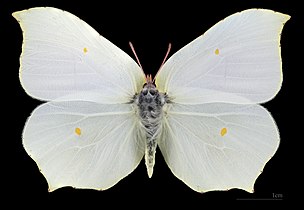 Gonepteryx rhamni ♀