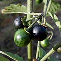 (ms) Solanum nigrum 9.jpg
