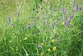 4 yellow: Scharfer Hahnenfuß ('Ranunculus acris)?; blue: Vogel-Wicke (Vicia cracca); white: Sternmieren (Stellaria sp.); green: Flatter-Binse (Juncus effusus)