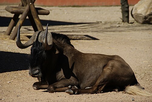 The black wildebeest has horns that curve forward.