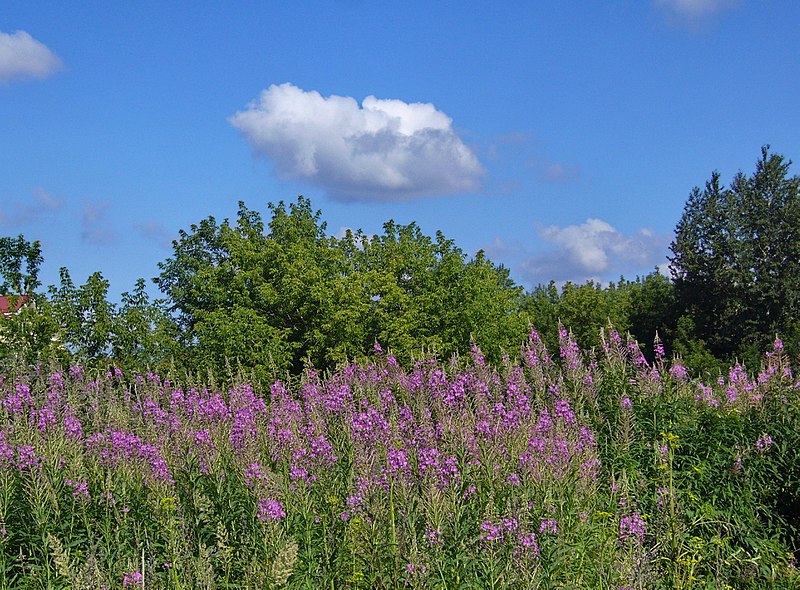 File:Лето - panoramio (4).jpg