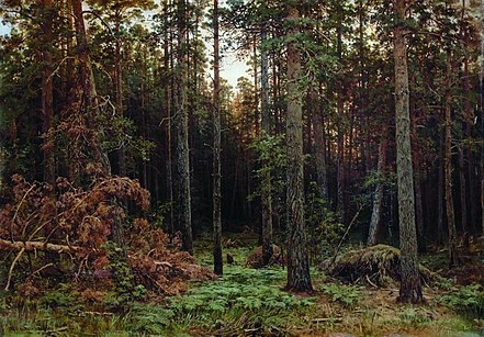 I. I. Shishkin.  "Mäntymetsä".  1885