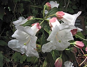 Rhododendren: Beschreibung, Giftigkeit, Verbreitung und Evolution