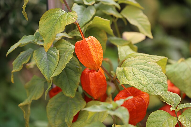 File:00 2957 Blasenkirschen (Physalis).jpg