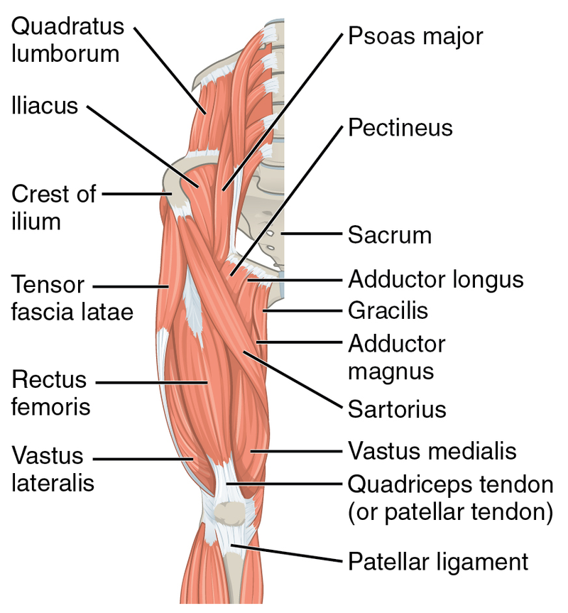 Hip Flexor Muscles:
Psoas Major
Psoas Minor
Iliacus
Rectus Femoris
Sartorius
