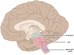 1311 Brain Stem ar.jpg