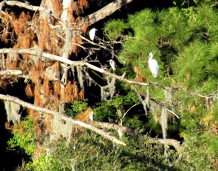 File:17 Egrets Bennetts Point RD Green Pond SC 6844 (12397431105).jpg