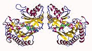 Thumbnail for Glutamate formimidoyltransferase