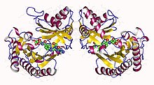 Modèle tridimensionnel de l'enzyme