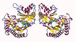 <span class="mw-page-title-main">Glutamate formimidoyltransferase</span>