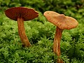 !!!Cortinarius rubellus!!!