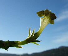 7.12.19 Kletternde Leuchterblume