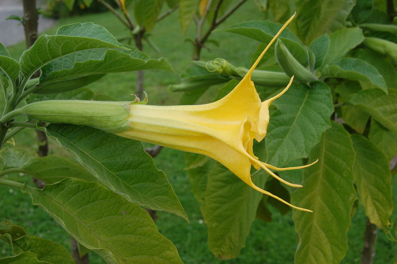 File:2007 brugmansia aurea.jpg