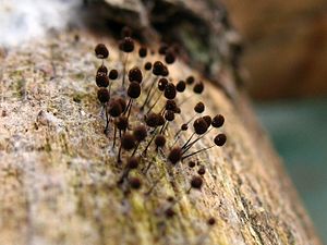 Slate-gray thread balls (Comatricha nigra)