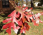 Quercus alba, or white oak.