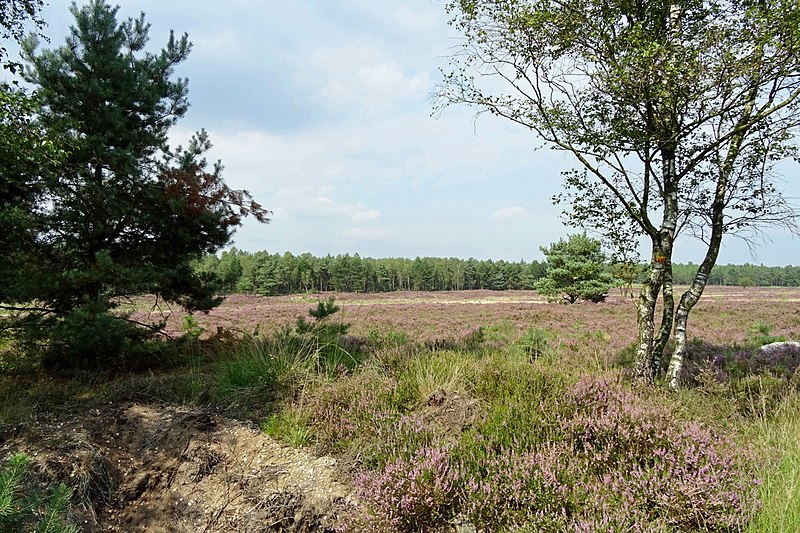 File:20140822 Koningsheide ten noorden van Arnhem.jpg