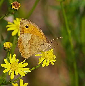 Gran ojo de buey (Maniola jurtina), ♀