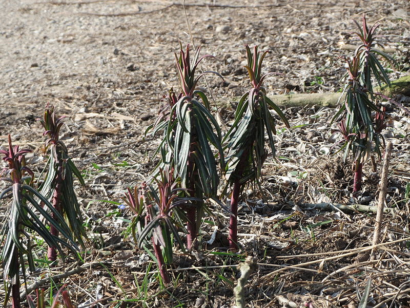 File:20150316Euphorbia lathyris2.jpg