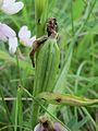 Ophrys apifera