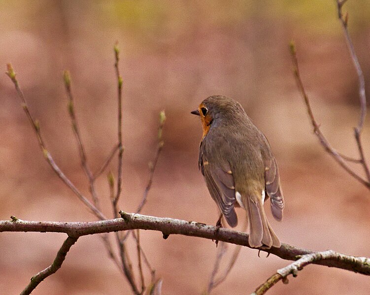 File:2018.03.30.-02-Sandhofer Wald-Mannheim--Rotkehlchen.jpg