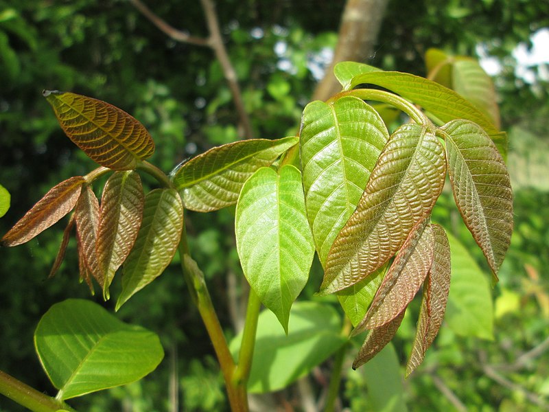 File:20180502Juglans regia2.jpg