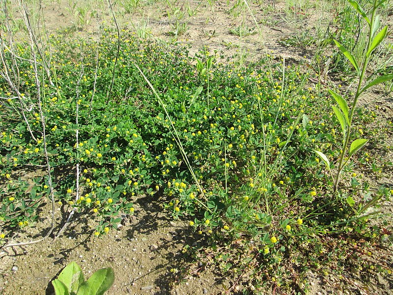 File:20180518Medicago lupulina2.jpg