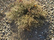 20181004Eragrostis minor1.jpg