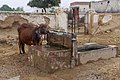 20191213 Krowa pije wodę z kranu w wiosce Himtasar pod Bikanerem 1130 8387.jpg