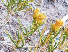 2 Pteronia pallens - детали цветов и листьев - Matjiesfontein.jpg