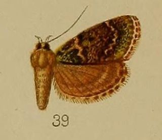 <i>Lepidogma</i> Genus of moths