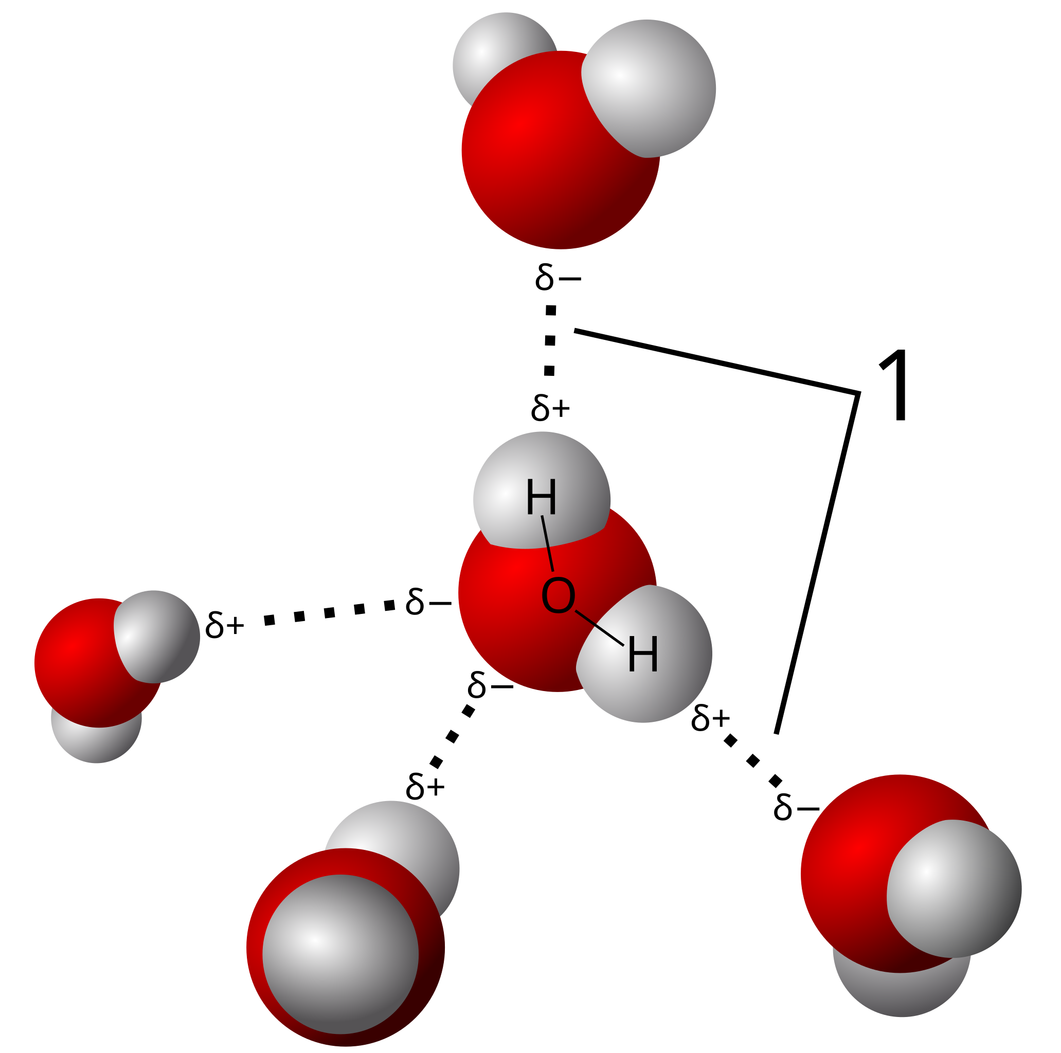 Download File 3d Model Hydrogen Bonds In Water Svg Wikimedia Commons