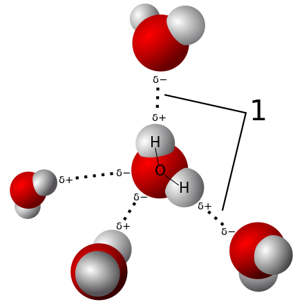 Model of hydrogen bonds (1) between molecules of water