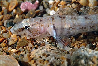 Kolombatovics goby Species of fish