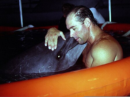 Tập_tin:ABH1(EOD-DV-AW-SW-FMF)_Chris_Larson_works_with_"Cookie,"_a_bottlenose_dolphin,_part_of_the_Navy's_marine_mammal_program_and_is_working_with_Explosive_Ordnance_Disposal_(EOD)_during_exercise_RIMPAC_98_980726-N-HX866-002.jpg