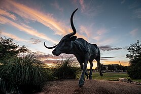 One of 19 life-sized bronze steers featured in Gibson Park in front of the National Ranching Heritage Center in Lubbock, Texas AH-Gibson.jpg