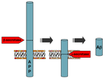 Thumbnail for Amyloid-beta precursor protein secretase