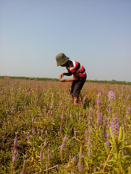 File:A field of flower.jpg