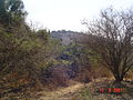 A glimpse of a forest surrounding the village of Bayt Mahsir..JPG