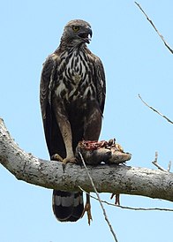 A hungry Changeable Hawk Eagle (Nisaetus cirrhatus) feeding on a villager's chicken