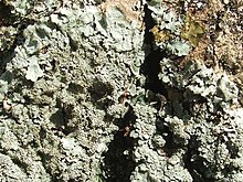 Lichen - Parmelia ernstiae - geograph.org.inggris - 1213636.jpg