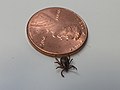 A male adult dog tick, or Dermacentor variabilis, crawls over a penny. Dog ticks can transmit the pathogen that causes tickborne diseases such as Rocky Mountain spotted fever and tularemia. Credit- (37492709051).jpg