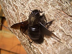 Муха похожая на шмеля. Шмель-плотник фиолетовый( Xylocopa violacea ). Черный Шмель плотник. Пчела-плотник Xylocopa Valga. Шмель древоточец.