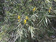 Acacia acuminata flowers and foliage.jpg