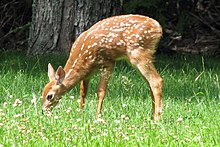 White-tailed deer fawn Acadia National Park, white-tailed deer fawn.jpg