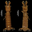 Acanthosquilla derijardi MNHN-IU-2014-23116.png